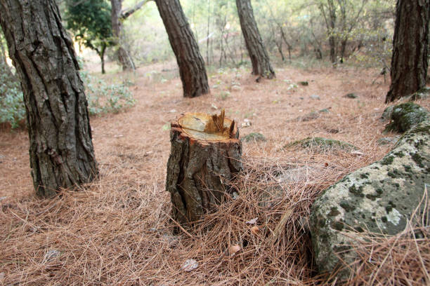 Professional Tree Care in Buffalo Grove, IL